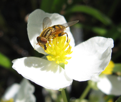 Parhelophilus laetus