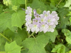 Hydrophyllum appendiculatum