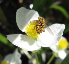 Parhelophilus laetus