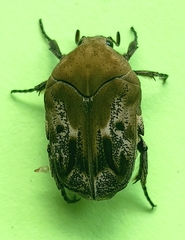 Hoplopyga ocellata