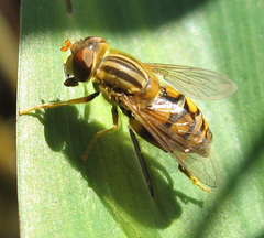 Parhelophilus laetus