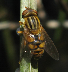 Parhelophilus laetus