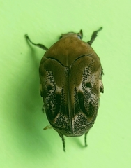 Hoplopyga ocellata