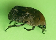 Hoplopyga ocellata