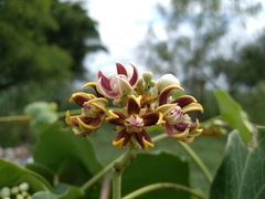 Cynanchum montevidense