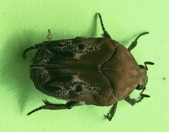 Hoplopyga ocellata