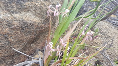 Pelargonium pinnatum
