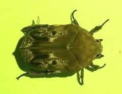 Hoplopyga ocellata