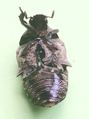 Hoplopyga ocellata