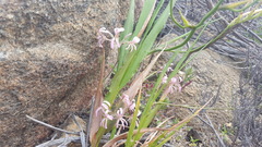 Pelargonium pinnatum