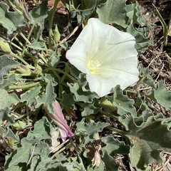 Calystegia collina venusta