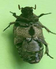 Hoplopyga ocellata