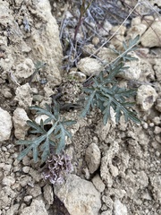 Cymopterus glomeratus