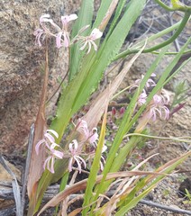 Pelargonium pinnatum