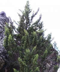 Widdringtonia wallichii