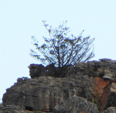 Widdringtonia wallichii