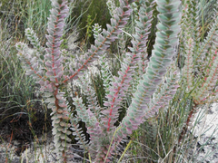 Leucadendron concavum
