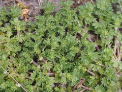 Alchemilla australis