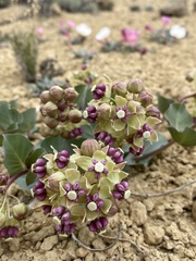 Asclepias cryptoceras davisii