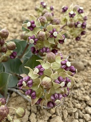 Asclepias cryptoceras davisii