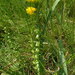 Stonecrop Yellowwort - Photo no rights reserved