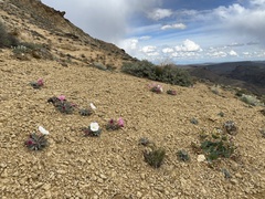 Asclepias cryptoceras davisii