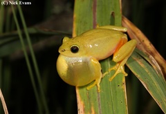 Hyperolius tuberilinguis