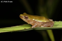 Hyperolius pickersgilli