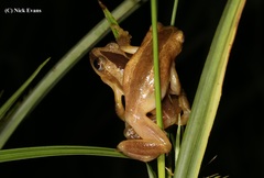 Afrixalus fornasini