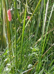 Pomacea maculata image