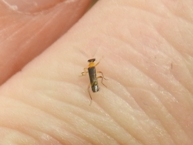 Malthinus occipitalis atripennis