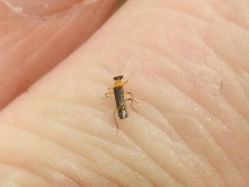 Malthinus occipitalis atripennis
