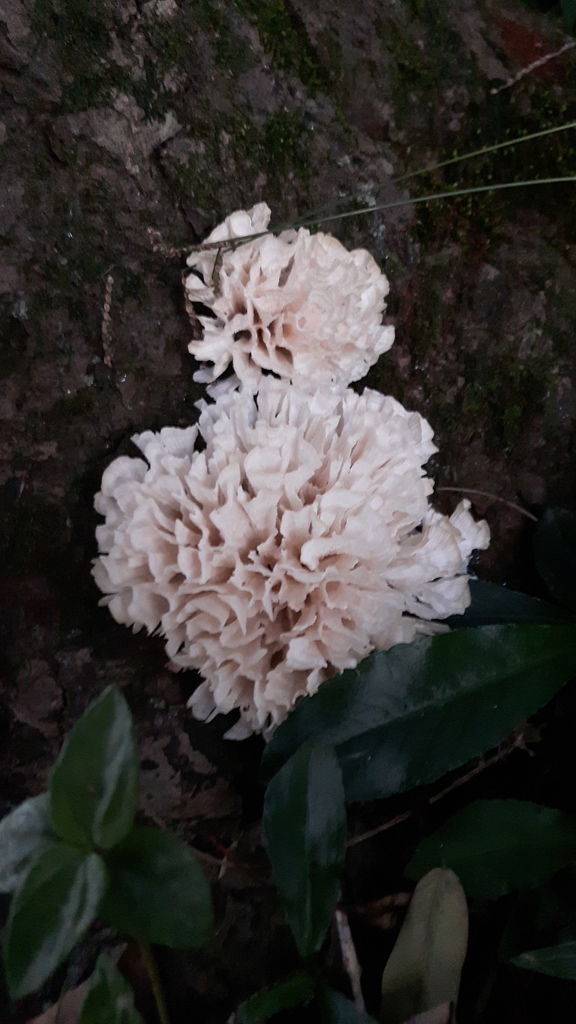 Irpex rosettiformis · April 2021 · photo: © arluciocrf (iNaturalist, cc-by)
