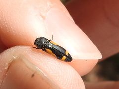 Ptosima laeta