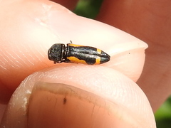 Ptosima laeta