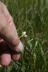 Parnassia parviflora