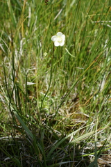 Parnassia parviflora