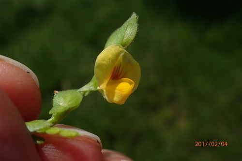Image of Zornia milneana by no rights reserved