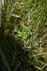 Parnassia parviflora