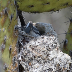 Polioptila albiloris