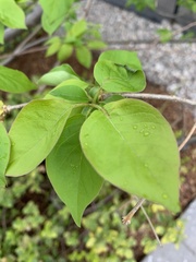 Syringa reticulata