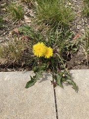 Taraxacum