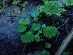 Jovellana repens