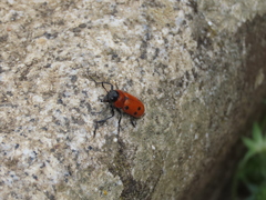 Tituboea sexmaculata