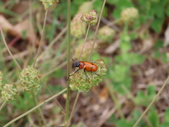 Tituboea sexmaculata