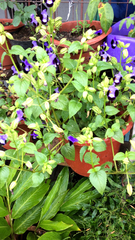 Torenia fournieri