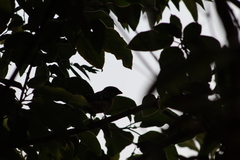 Pheucticus melanocephalus