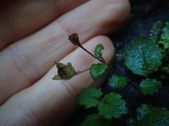 Jovellana repens