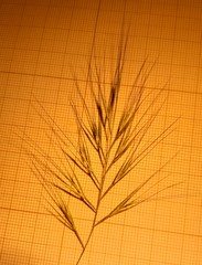 Festuca membranacea
