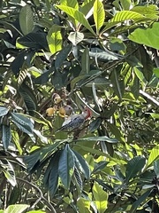 Melanerpes carolinus image